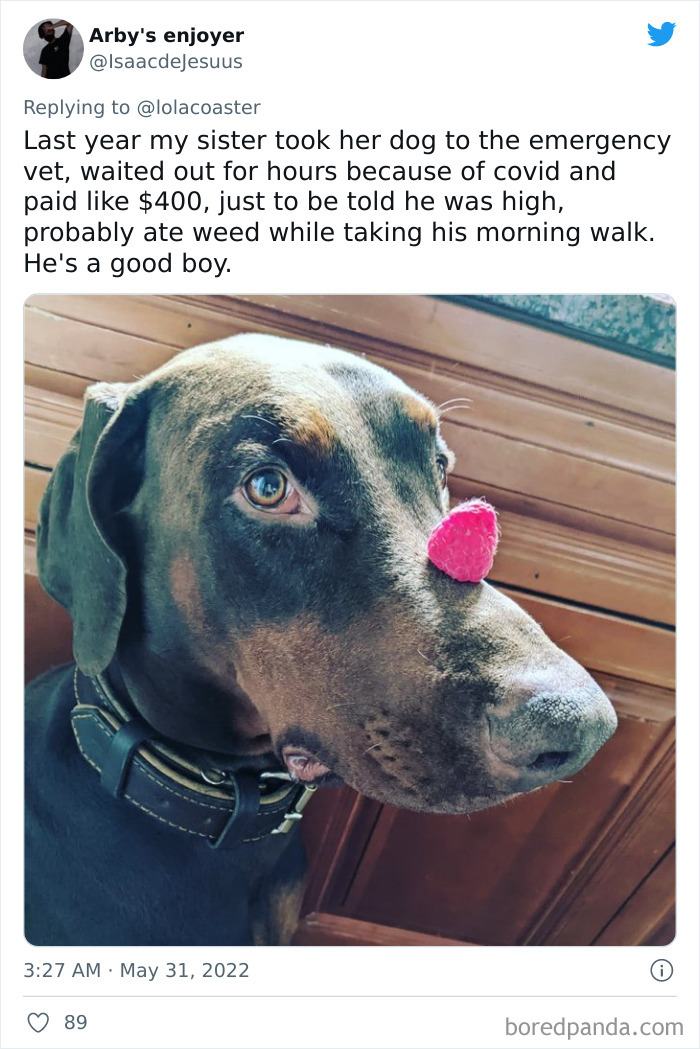 Ridiculous-Vet-Bills