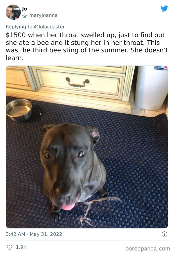 Ridiculous-Vet-Bills