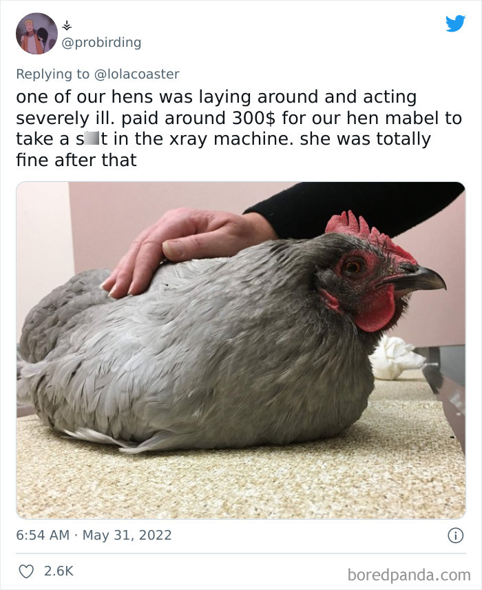 Ridiculous-Vet-Bills