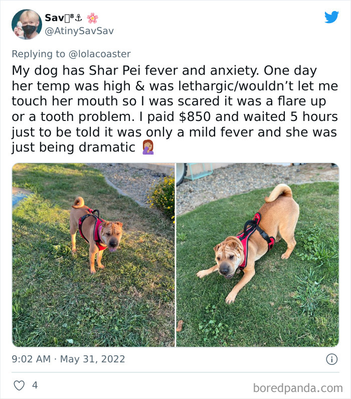 Ridiculous-Vet-Bills