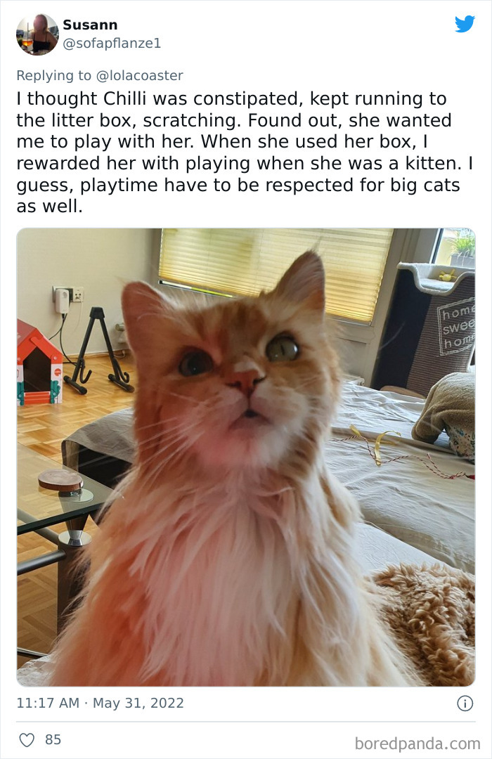 Ridiculous-Vet-Bills