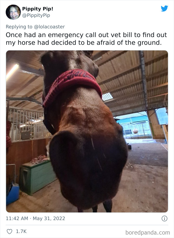 Ridiculous-Vet-Bills