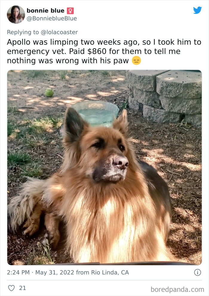 Ridiculous-Vet-Bills