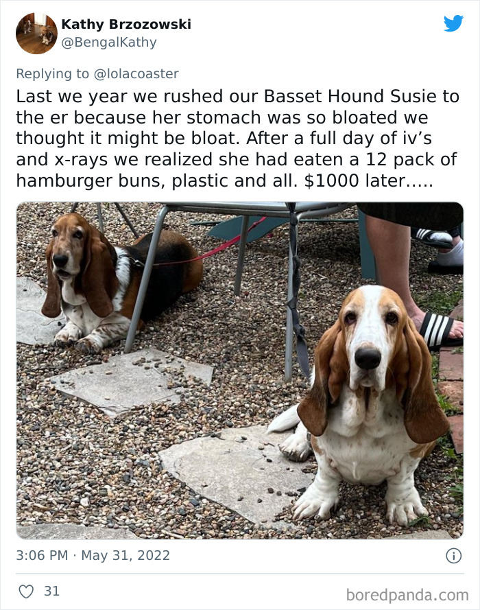 Ridiculous-Vet-Bills