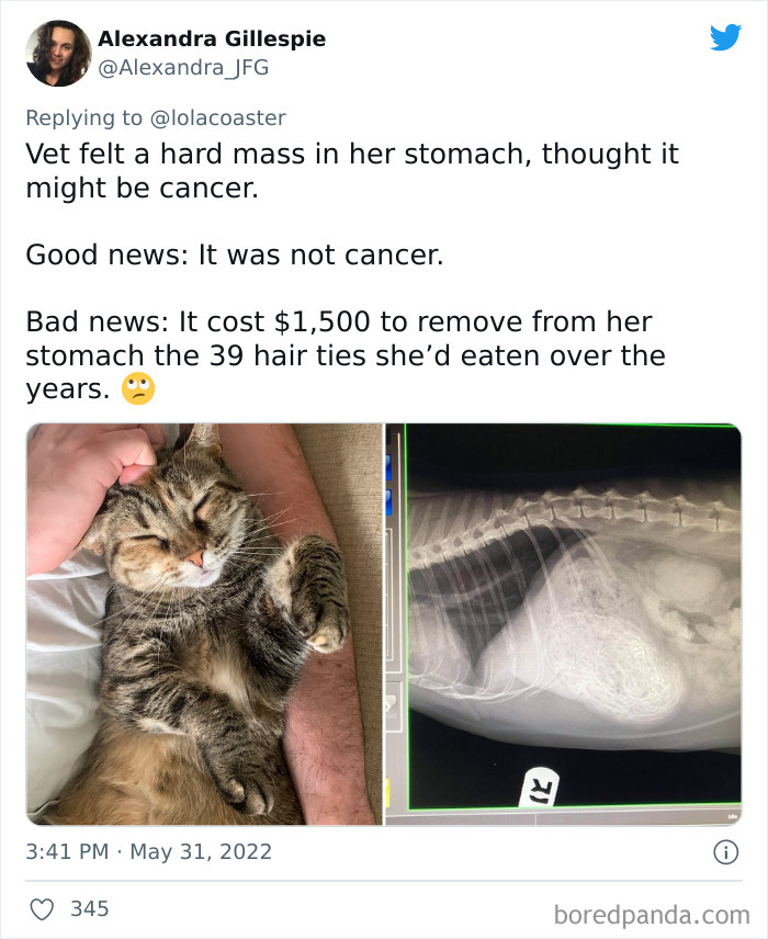 Ridiculous-Vet-Bills