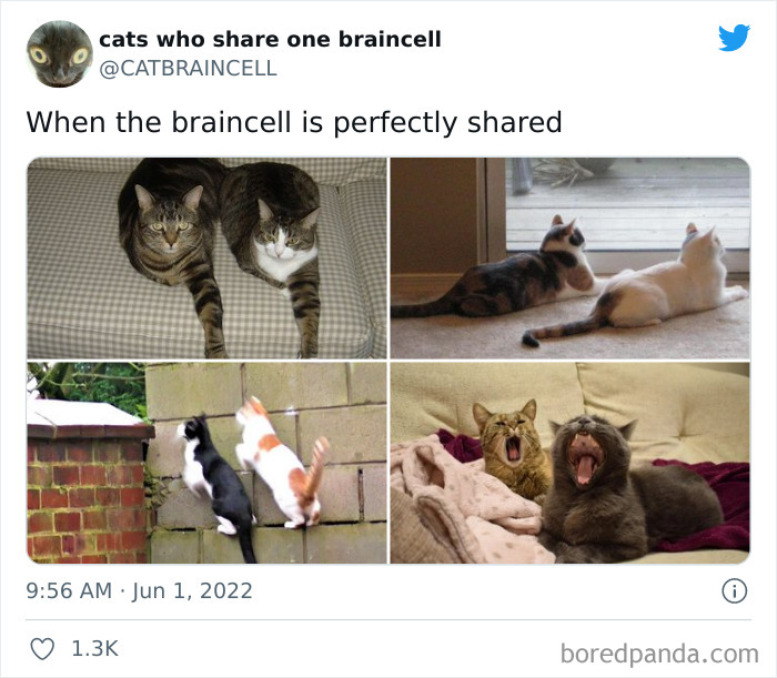 Hilariously-Silly-Cats-Catbraincell