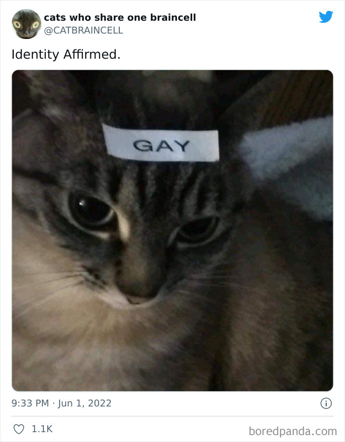 Hilariously-Silly-Cats-Catbraincell