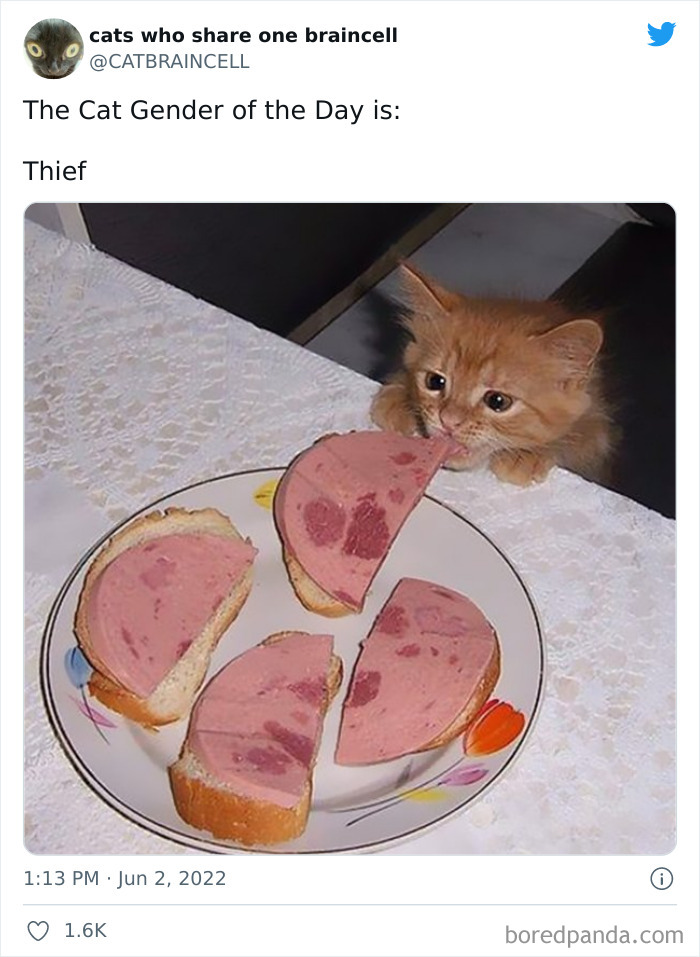 Hilariously-Silly-Cats-Catbraincell