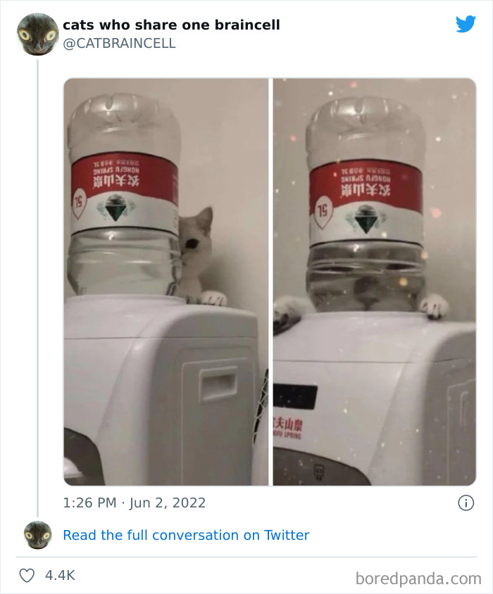 Hilariously-Silly-Cats-Catbraincell