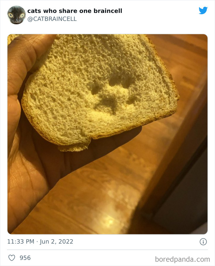 Hilariously-Silly-Cats-Catbraincell