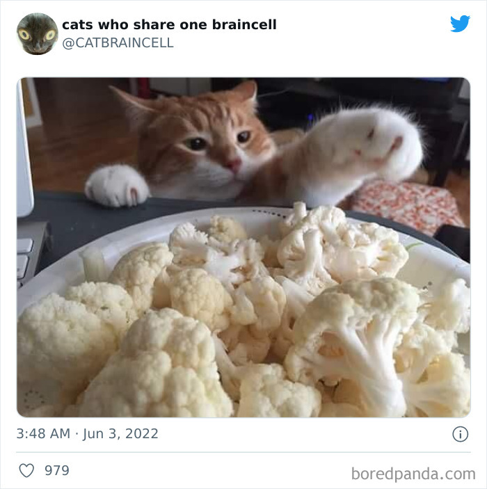 Hilariously-Silly-Cats-Catbraincell