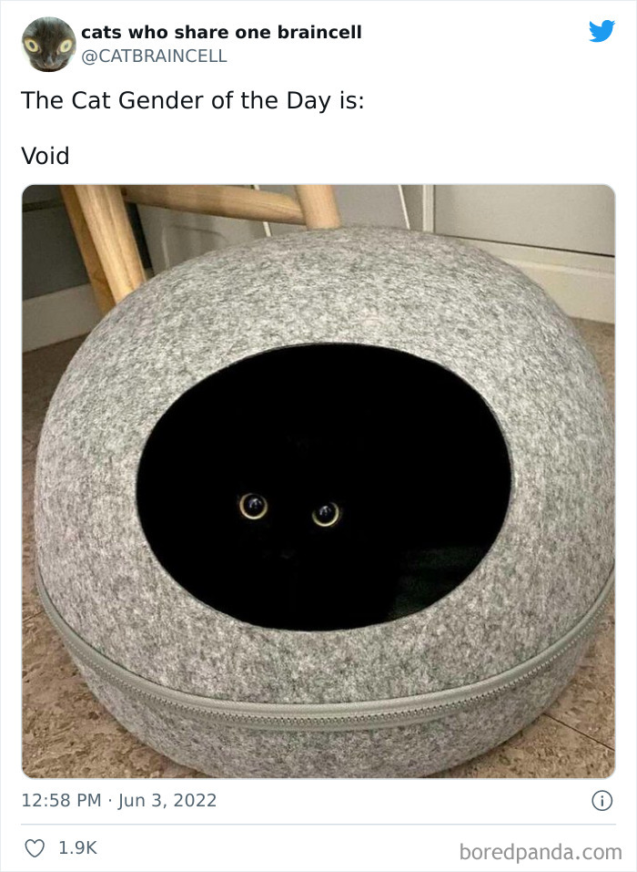 Hilariously-Silly-Cats-Catbraincell