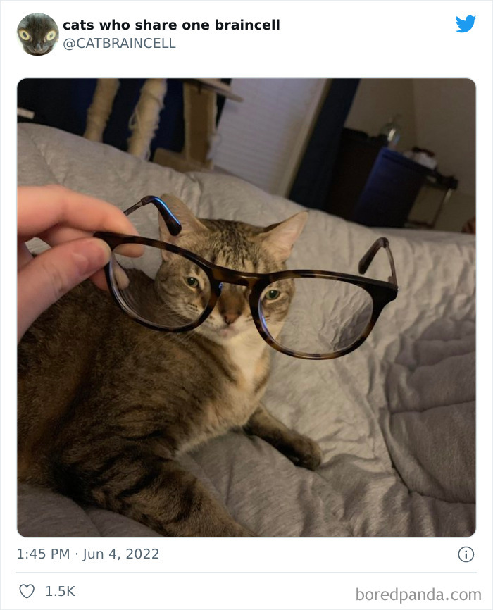 Hilariously-Silly-Cats-Catbraincell