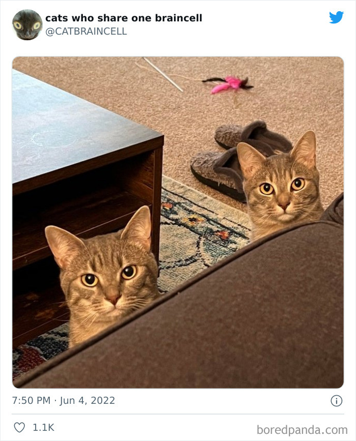 Hilariously-Silly-Cats-Catbraincell