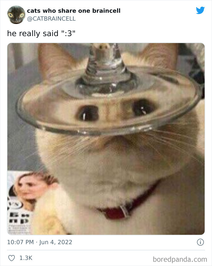 Hilariously-Silly-Cats-Catbraincell