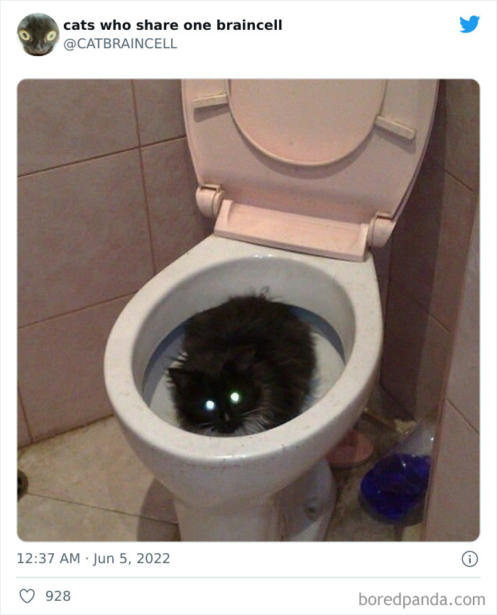 Hilariously-Silly-Cats-Catbraincell