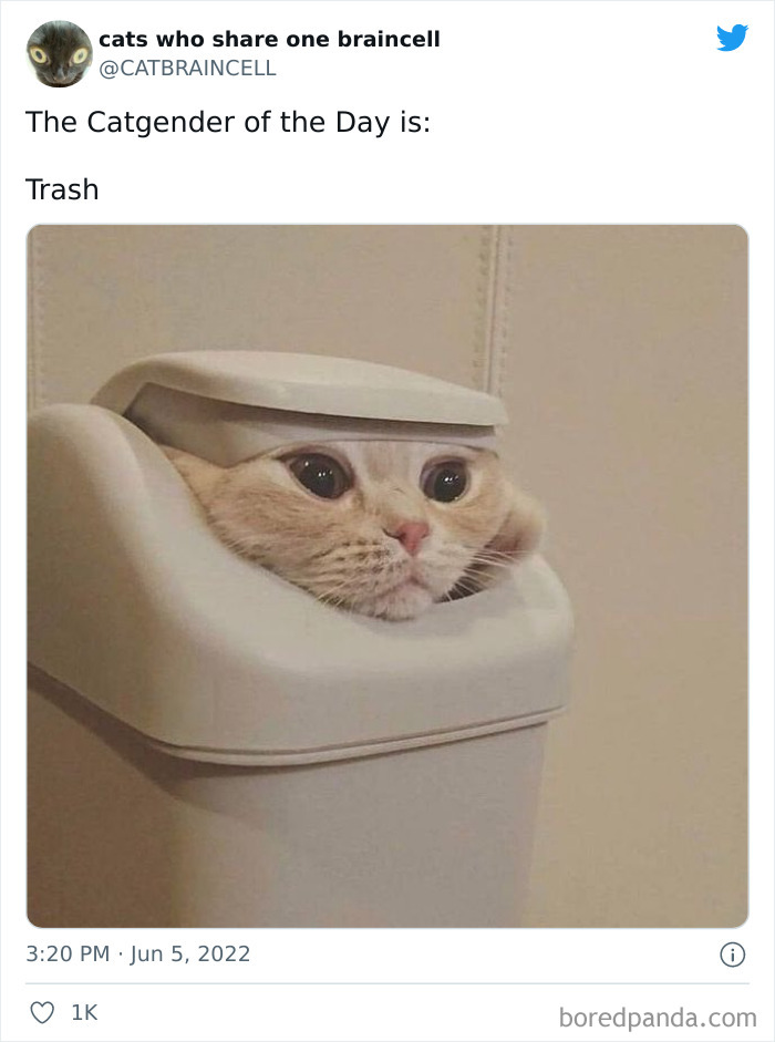 Hilariously-Silly-Cats-Catbraincell