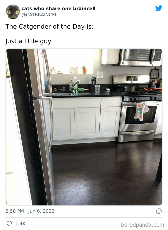 Hilariously-Silly-Cats-Catbraincell