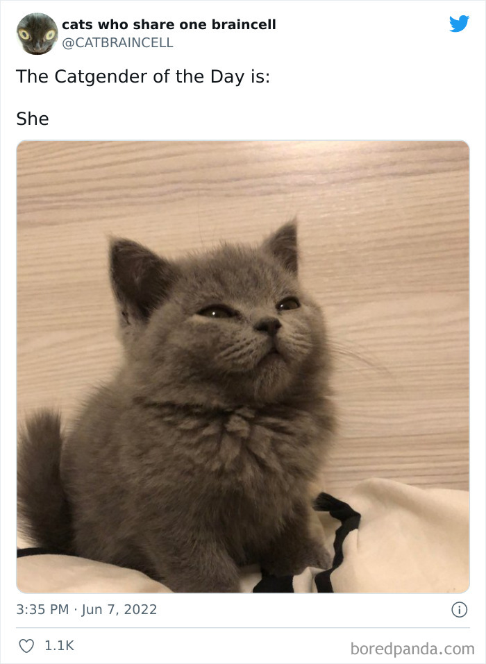 Hilariously-Silly-Cats-Catbraincell