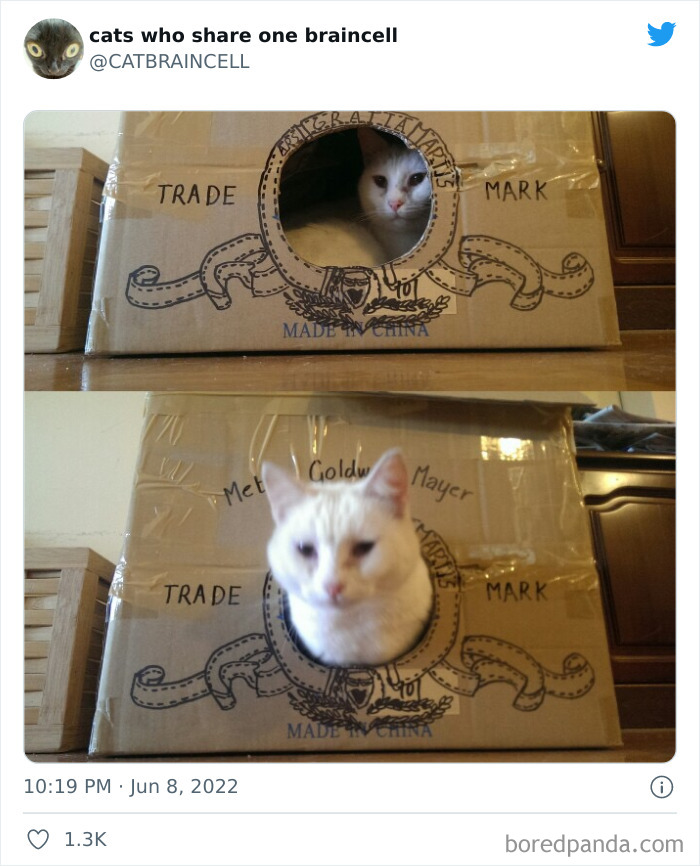 Hilariously-Silly-Cats-Catbraincell