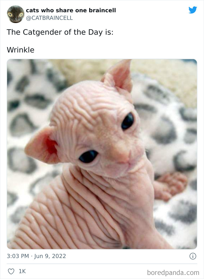 Hilariously-Silly-Cats-Catbraincell