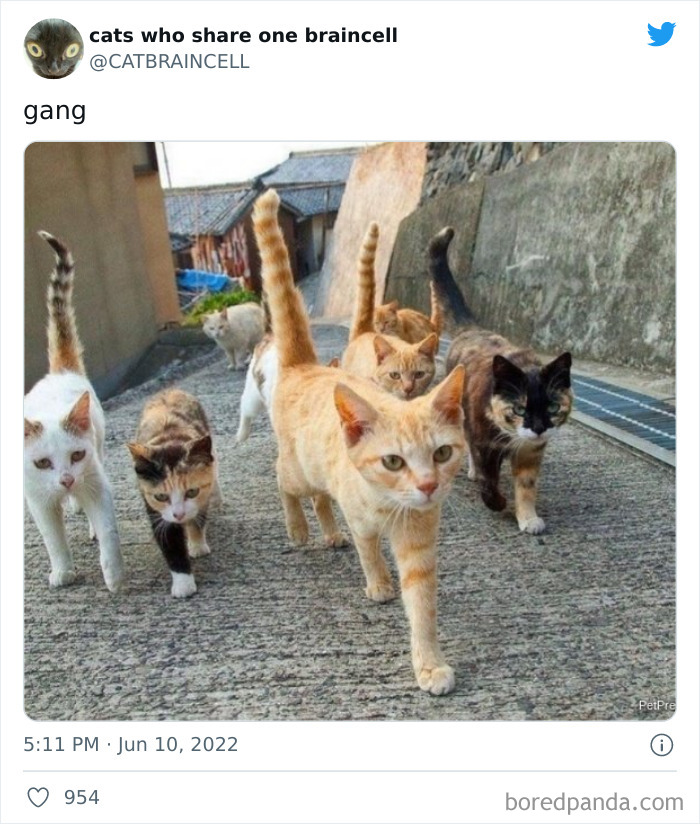 Hilariously-Silly-Cats-Catbraincell