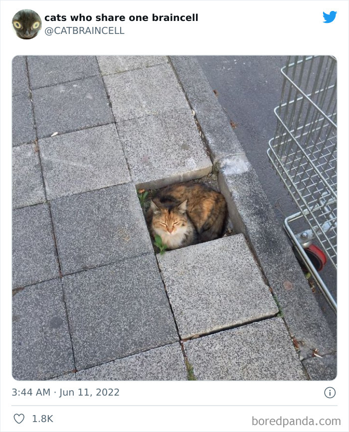 Hilariously-Silly-Cats-Catbraincell