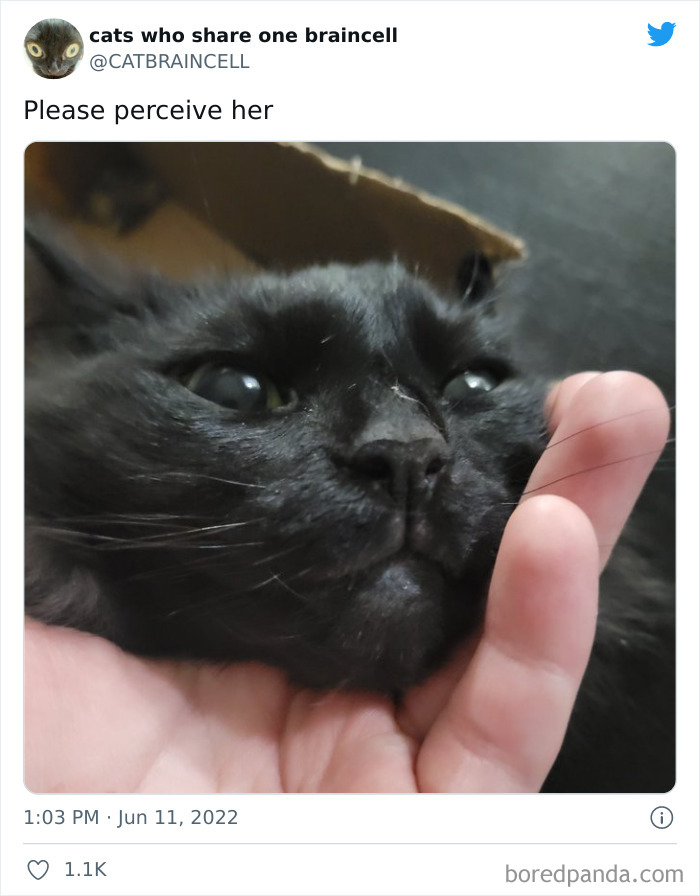 Hilariously-Silly-Cats-Catbraincell