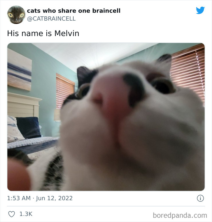 Hilariously-Silly-Cats-Catbraincell