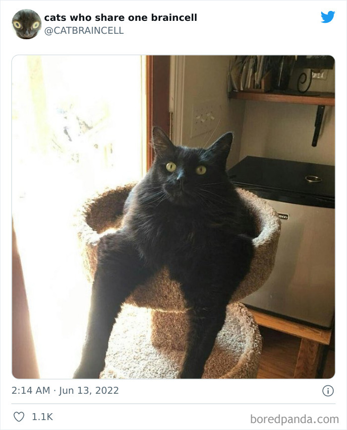 Hilariously-Silly-Cats-Catbraincell