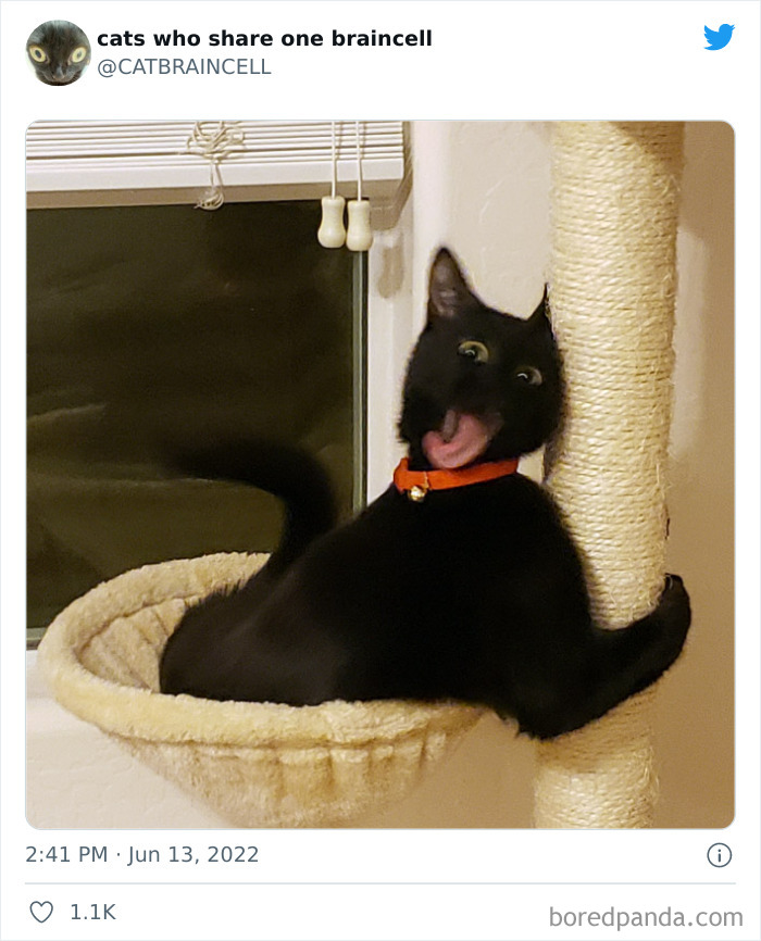 Hilariously-Silly-Cats-Catbraincell
