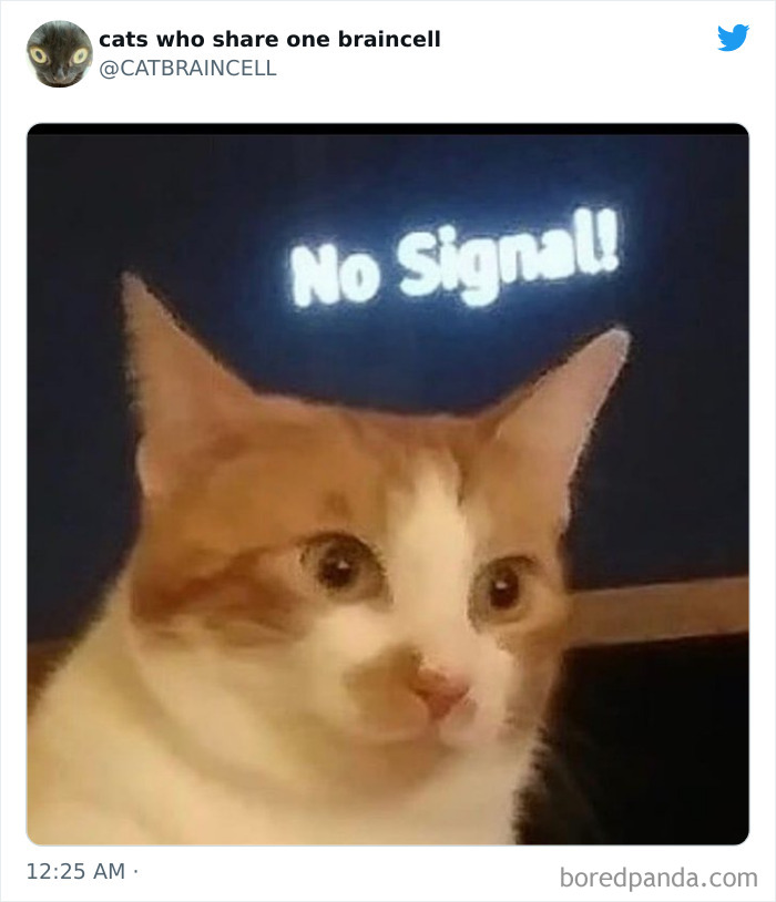 Hilariously-Silly-Cats-Catbraincell