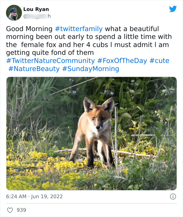 Good Morning, Beautiful Fox
