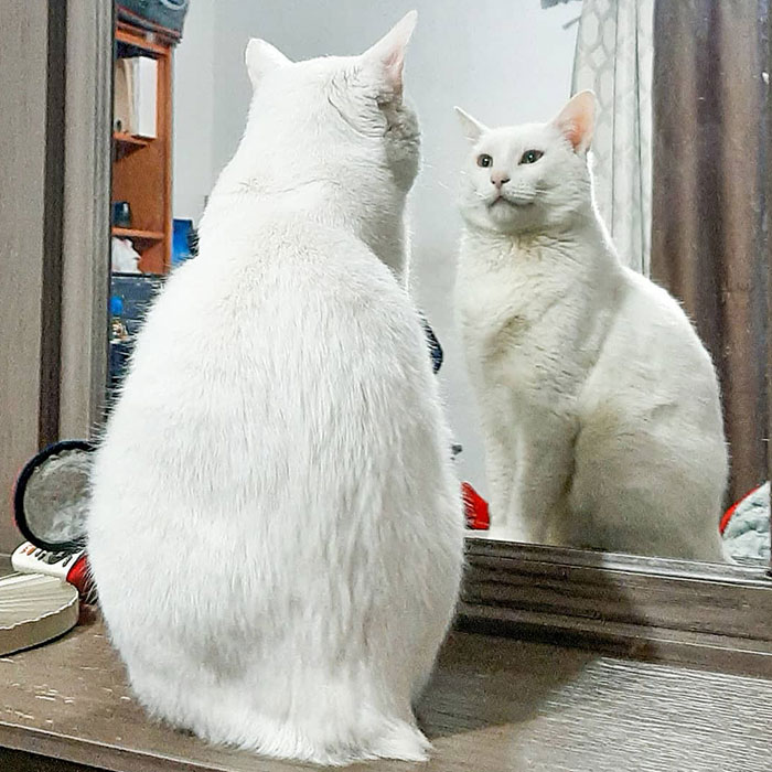 Stray Cat Begging For Food At A Store Melts This Woman's Heart, So She Adopts It And Shares Its Glow Up On Instagram
