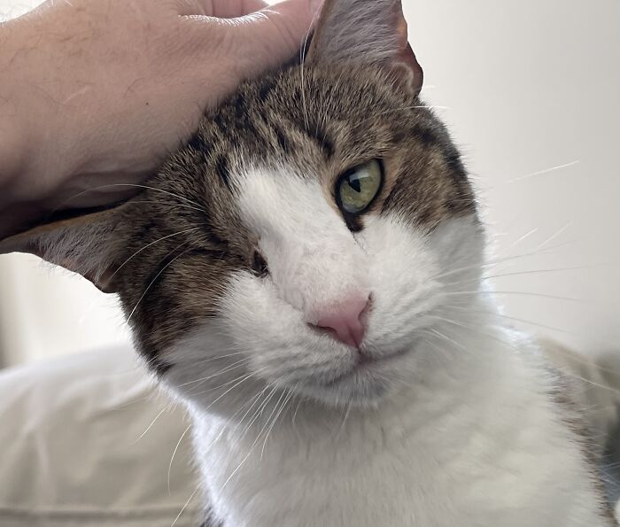 This Is Wink. He Is A Left Leaning Gentleman, Because He Can Not See What Is To The Right. Wink Is A Very Good Boy, Indeed.