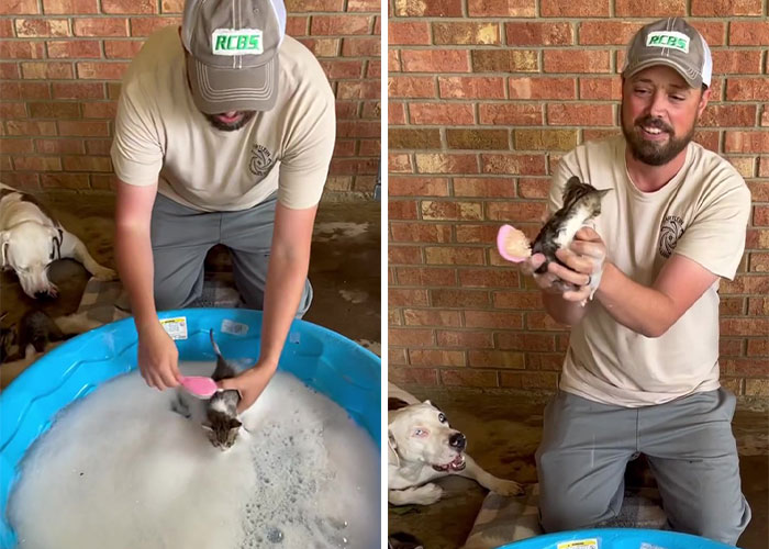 Este hombre fue &ldquo;emboscado&rdquo; por gatitos al detenerse para rescatar a uno de ellos