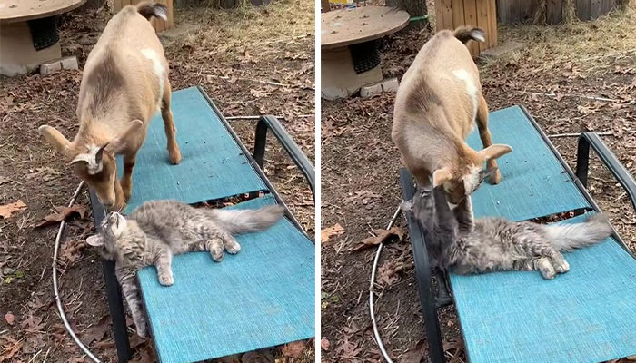 Stray Kitten Becomes The 'Gray Goat' Of The Pen, Acting Just Like The Tiny Goats That Became His Family