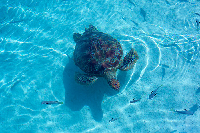 "¿Cuál es un 'dato divertido' que no es divertido en absoluto?": 20 respuestas