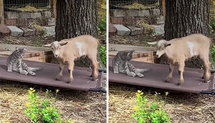 Stray Kitten Becomes The 'Gray Goat' Of The Pen, Acting Just Like The Tiny Goats That Became His Family