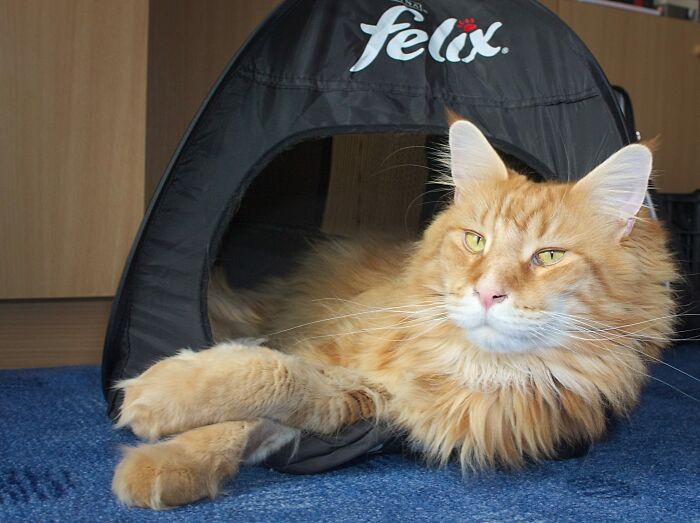 Ricky As A Handsome Cat :d