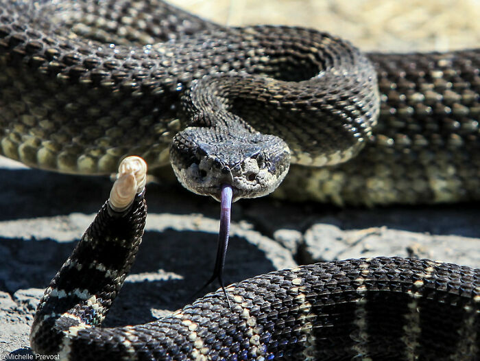 Close-up of a rattlesnake with tongue out, illustrating one of the most startling windshield notes people have found.