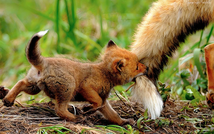Cute fox cub playfully biting an adult fox's tail in a grassy field.
