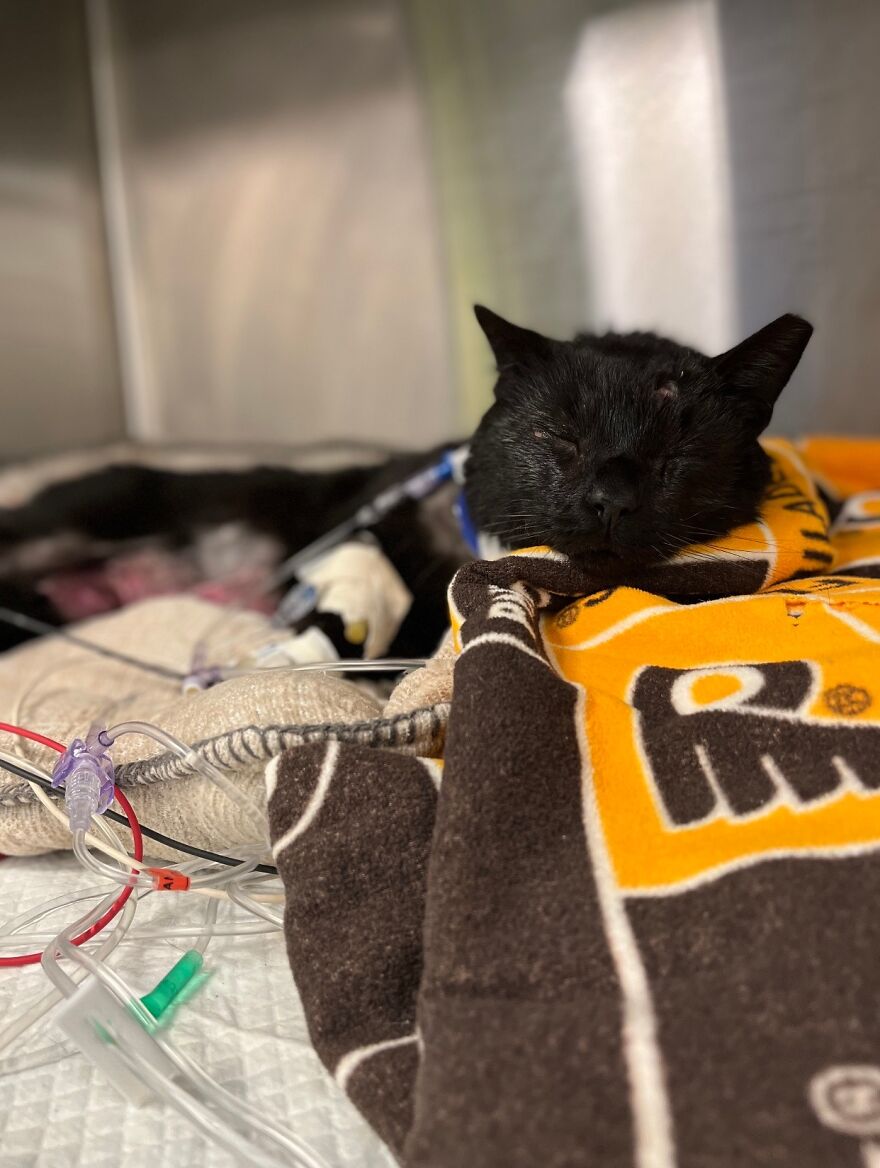 Cat Gets Attacked By Two Dogs, Survives, And Finds His Forever Home With The Veterinarian Who Saved Him - 8