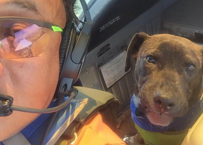 “I’d Rather Be Flying Dogs”: Retired Pilot Flies Rescue Animals To Their New Homes “I’d Rather Be Flying Dogs”: Retired Pilot Flies Rescue Animals To Their New Homes
