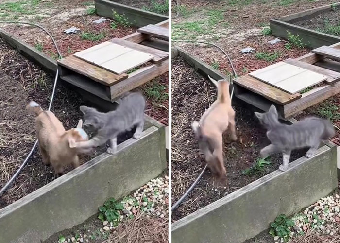 Stray Kitten Becomes The 'Gray Goat' Of The Pen, Acting Just Like The Tiny Goats That Became His Family