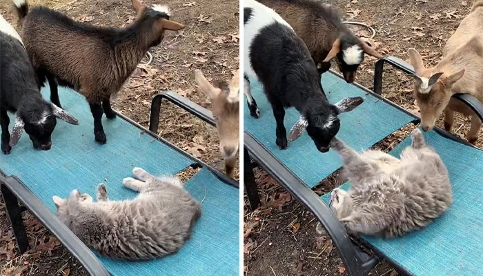 Stray Kitten Becomes The 'Gray Goat' Of The Pen, Acting Just Like The Tiny Goats That Became His Family