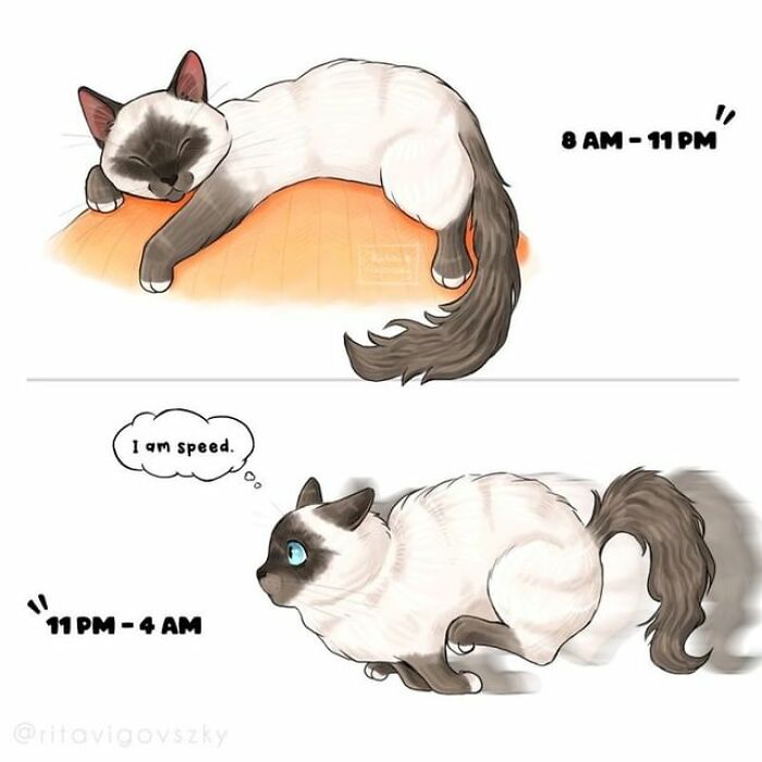 Artist Shows Everyday Life With A Cat Summarized In Adorable Comics (69 New Pics)
