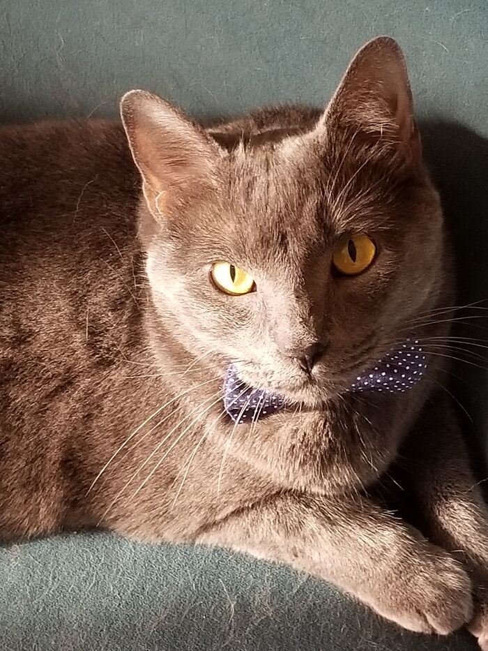 A Dapper Gentleman Who Enjoys Snuggles And Headbutts. My Biscuits Are Waiting For You!