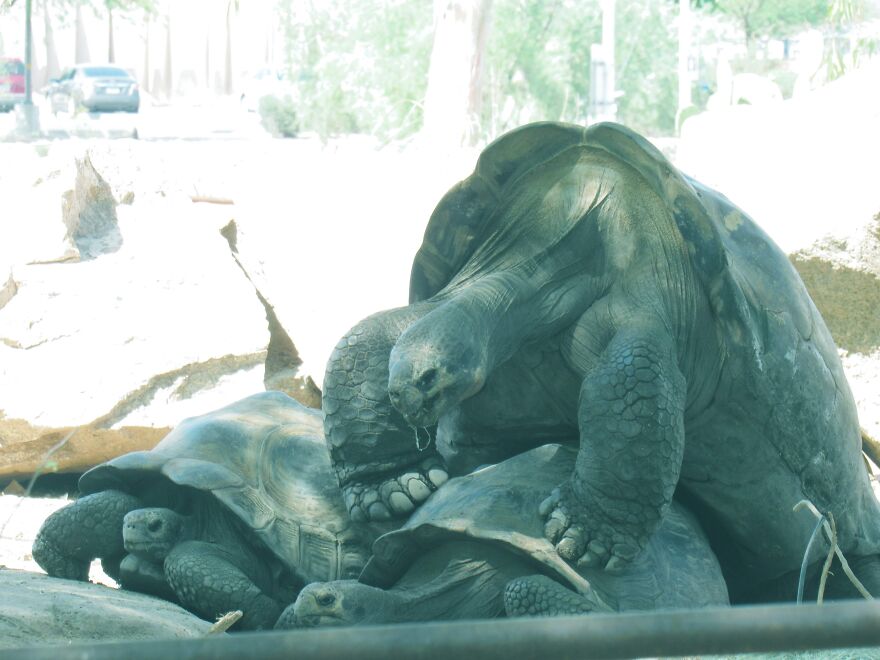 Doing The Deed! Phoenix Zoo