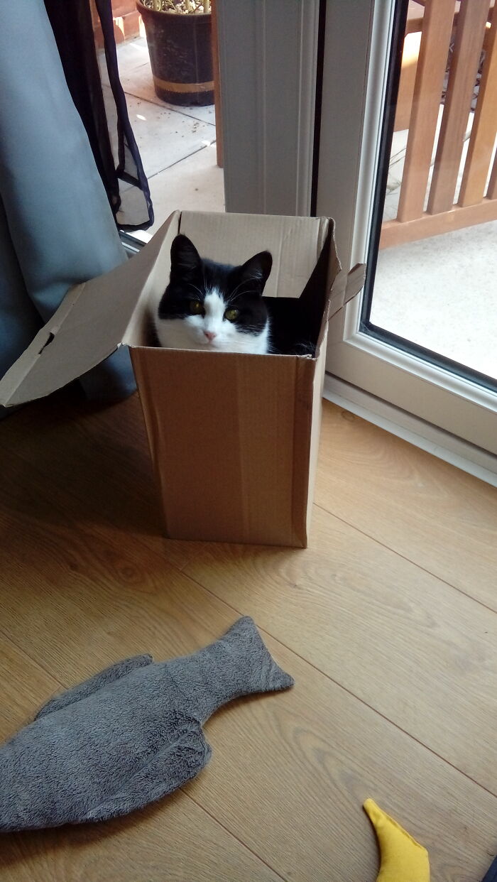 That's The Point Dad, Why Did You Spend £40 On A Cosy Cat Bed?
